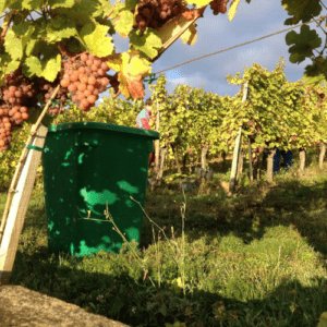 Tarifs Vins Alsace Pied de vigne