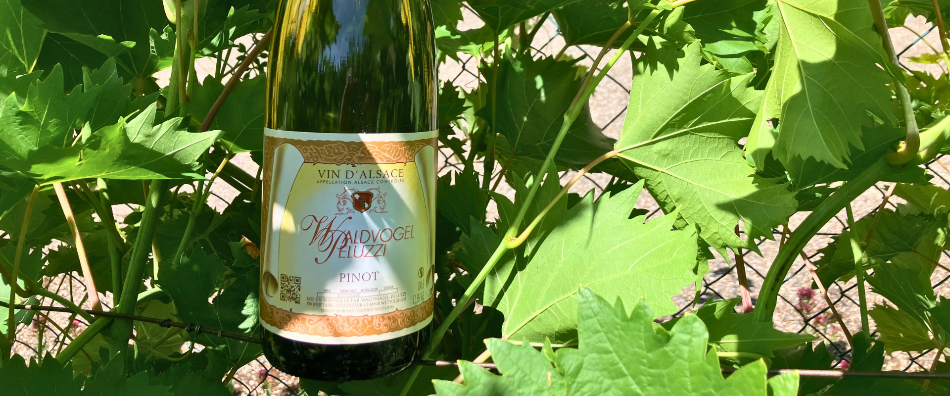 Le Pinot Blanc​ - Waldvogel Peluzzi